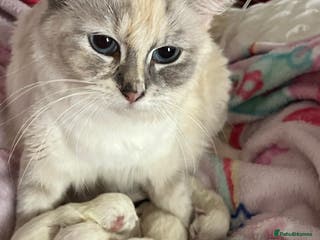 Ragdoll cats Champion GCCF kittens 🐱 - Advert 12