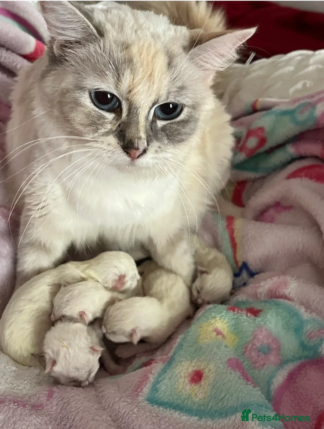 Ragdoll cats for sale: Champion GCCF kittens 🐱  - Advert 8