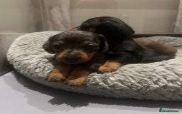 Miniature Dachshund dogs for sale: Last boy KC REG PRA CLEAR - Image 24