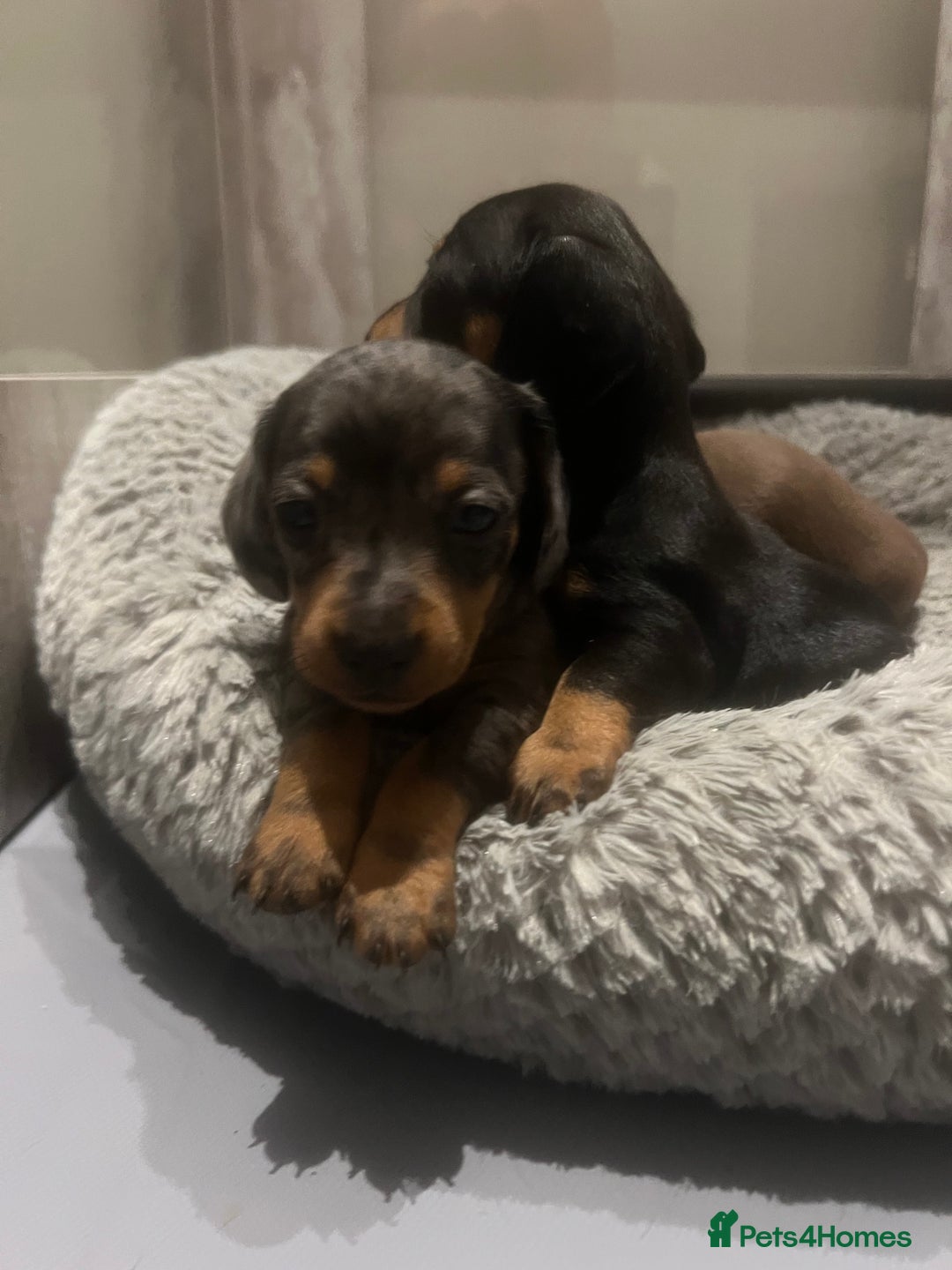 Miniature Dachshund dogs for sale: Last boy KC REG PRA CLEAR - Image 24