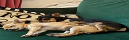 Chihuahua dogs for sale: Chihuahua Puppies 🎀🩷 - Advert 9