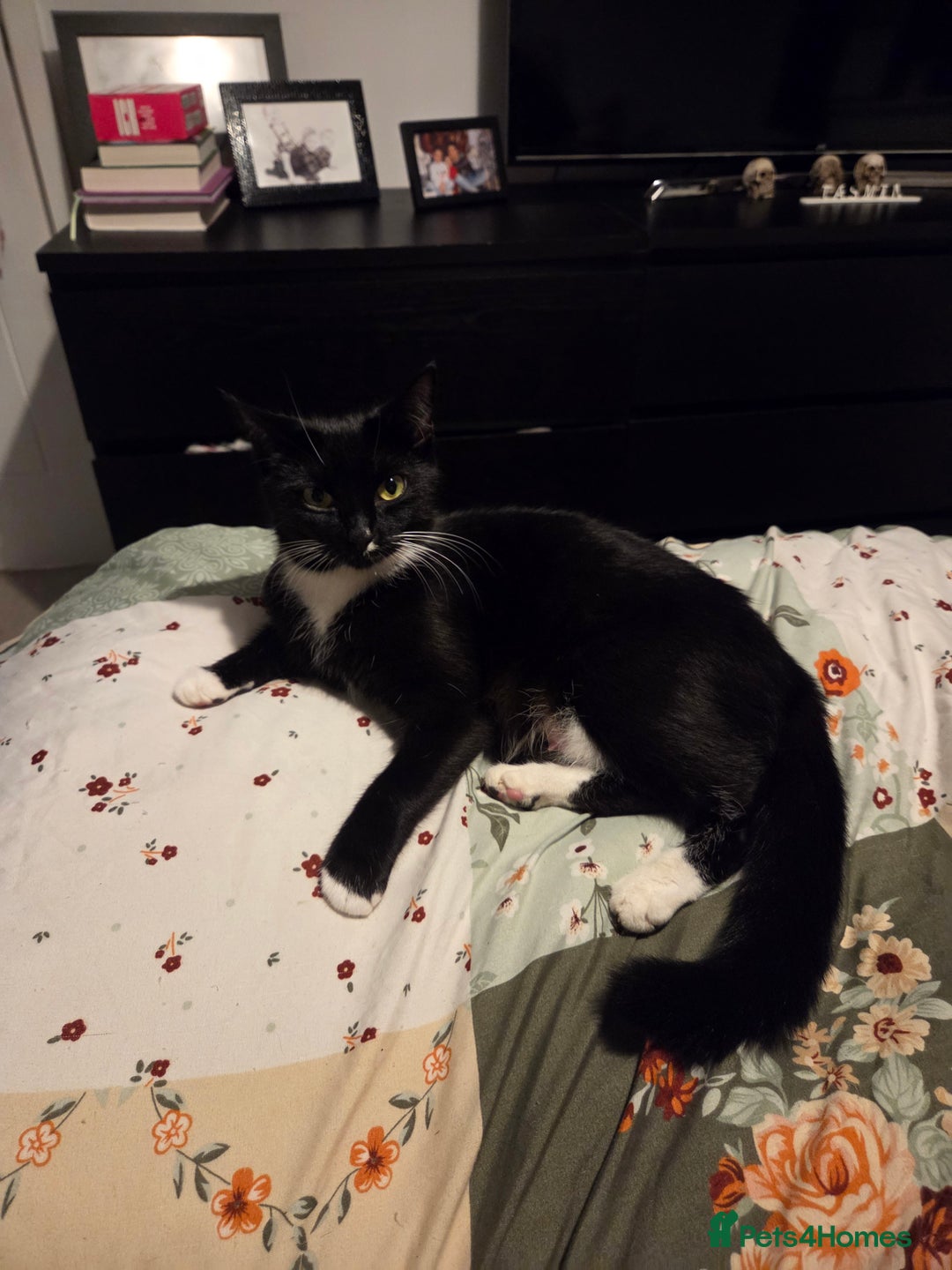 Domestic Shorthair cats for sale: Two black boy kittens - Image 2