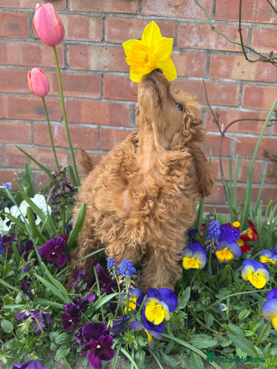 Toy Poodle dogs for sale: Beautiful Red Toy Poodle Puppy  in Whitchurch - Advert 2