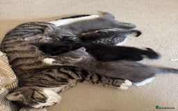British Shorthair cats for sale: Kittens Ready Mixed British shorthair+Russian Blue - Image 1