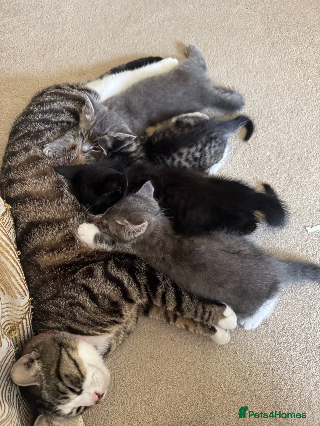 British Shorthair cats for sale: Kittens Ready Mixed British shorthair+Russian Blue - Image 1