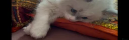 Ragdoll cats for sale: Child Friendly Ragdoll and Ragdoll Cross Kittens  - Advert 27
