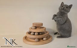 British Shorthair cats for sale: GORGEOUS GCCF REG TEDDYS 🐻🧸 READY TO LEAVE ❗️❗️ - Image 14