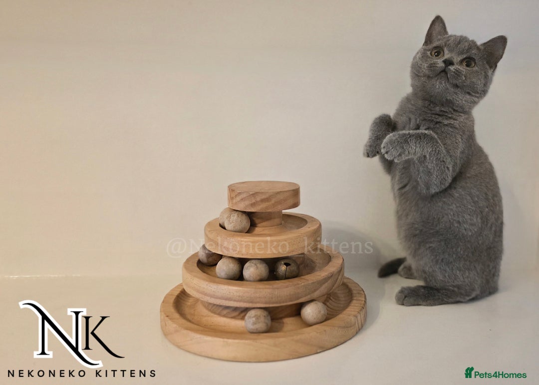 British Shorthair cats for sale: GORGEOUS GCCF REG TEDDYS 🐻🧸 READY TO LEAVE ❗️❗️ - Image 14