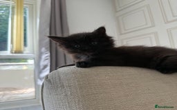 British Longhair cats for sale: British longhairs  in Bradford - Image 2