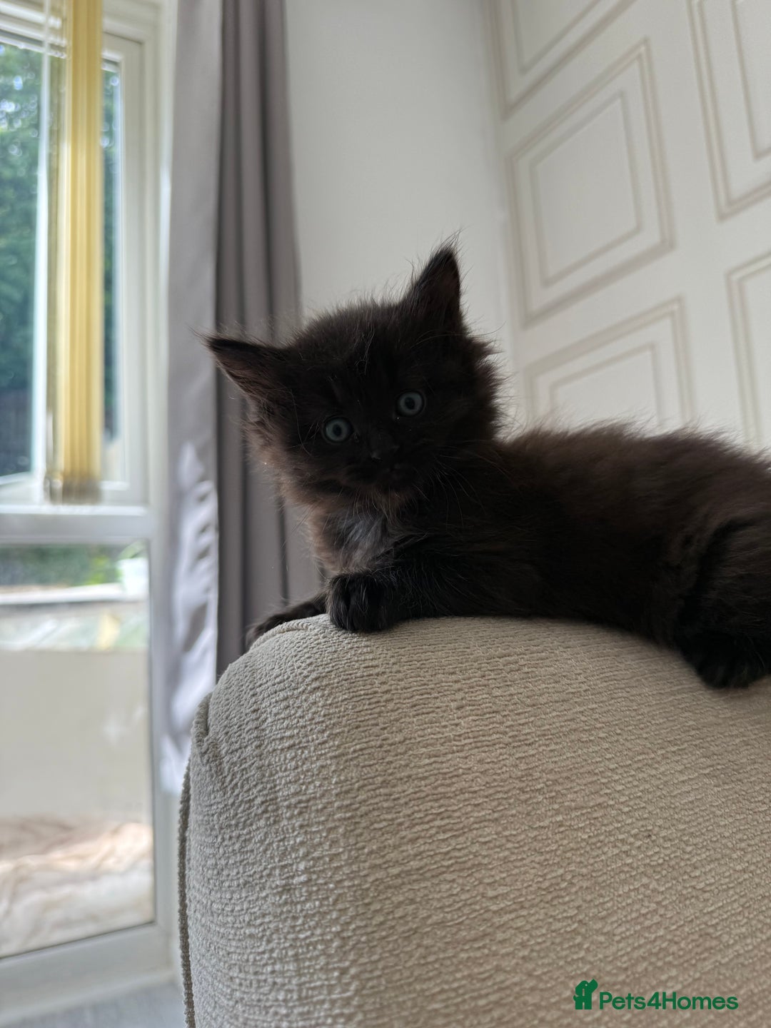 British Longhair cats for sale: British longhairs  in Bradford - Image 2