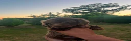 Cockapoo dogs for sale: F1 Merle cockapoo - Advert 11