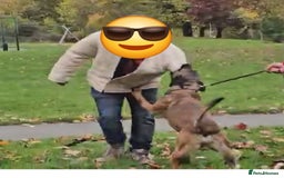 Belgian Shepherd Dog dogs for sale: Nice strong boy zelda lorockmor end big bren - Image 2