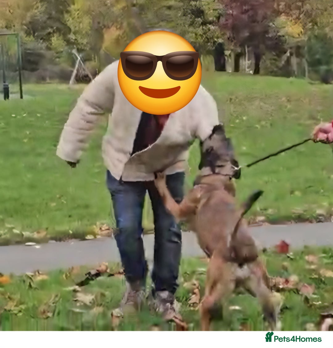 Belgian Shepherd Dog dogs for sale: Nice strong boy zelda lorockmor end big bren - Image 2