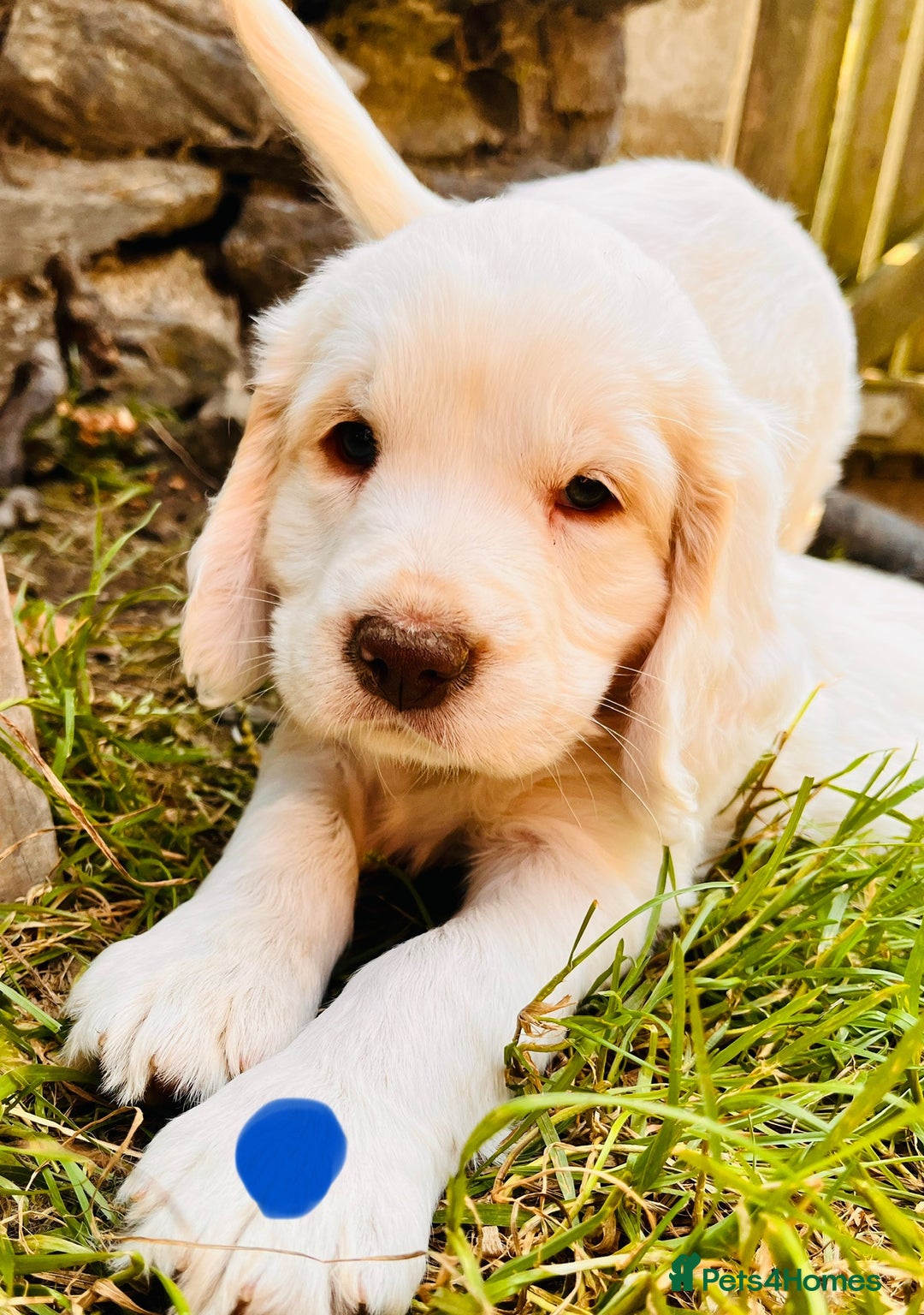 Clumber Spaniel dogs for sale: 3/4 clumber 1/4 cocker spaniel pups - Image 18