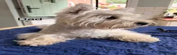 West Highland Terrier dogs for sale: West Highland White Terrier Pups - Advert 11