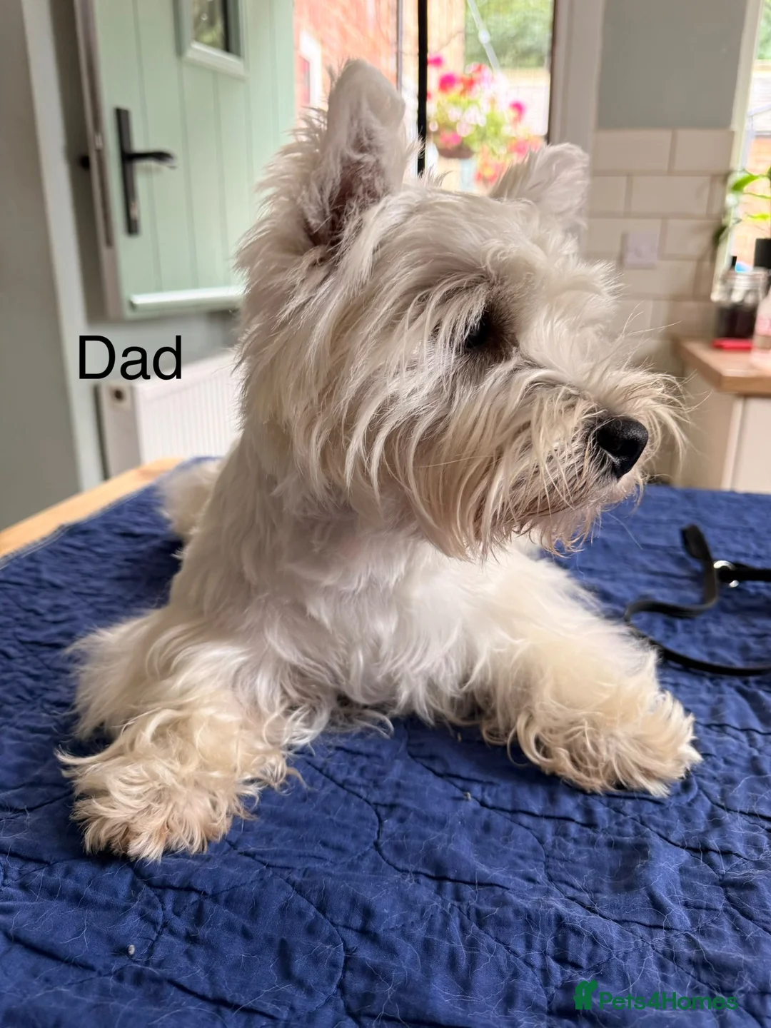 West Highland Terrier dogs for sale: West Highland White Terrier Pups - Advert 11