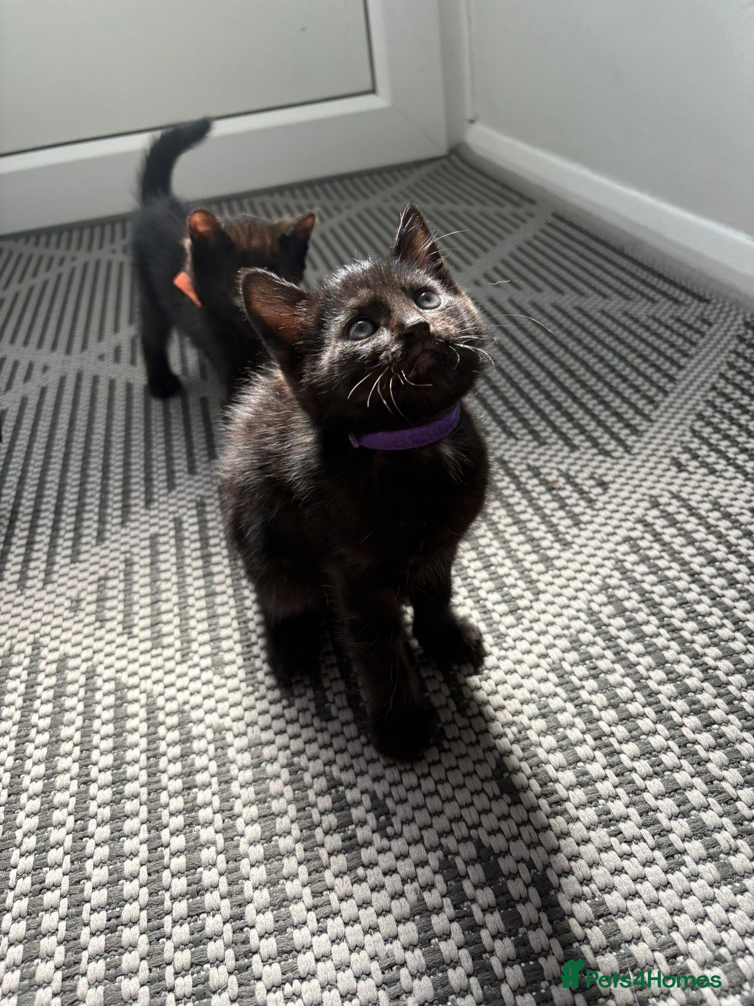 Mixed Breed cats 1 female available ready 26th may - Advert 20