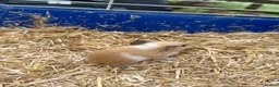 Guinea Pig rodents for sale: Beautiful litter of guinea pig pups - Advert 14