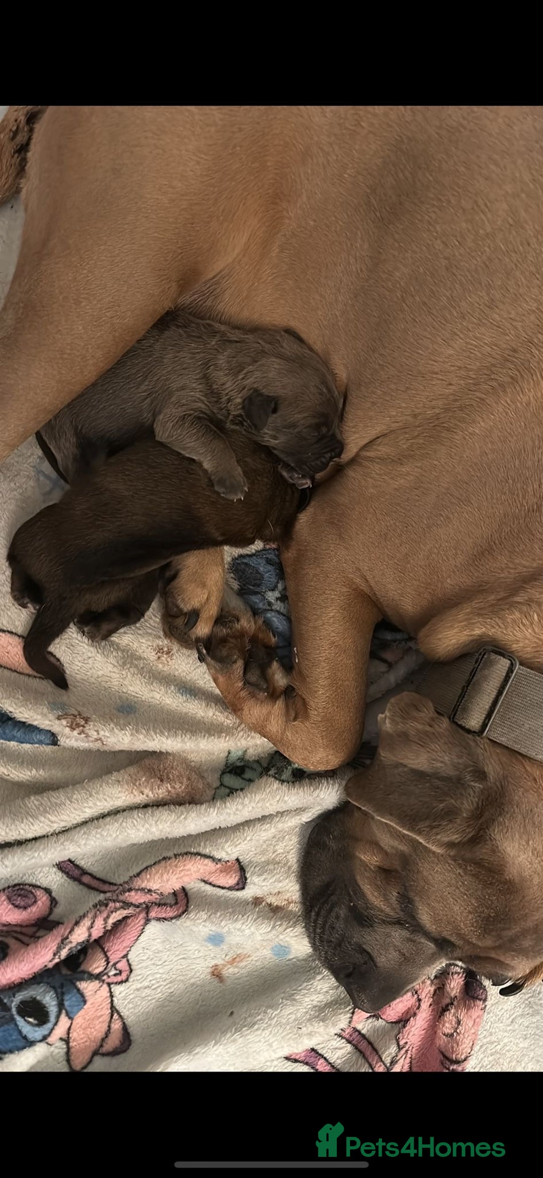 Cane Corso dogs for sale: Cane Corso puppies - Image 6