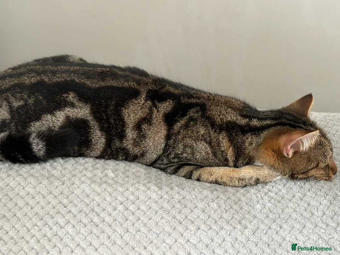 Mixed Breed cats for sale: Bengal X kittens for sale (read advert) - Advert 2