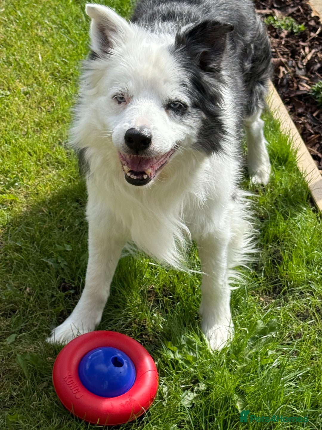 Border Collie dogs for stud: FOR STUD Blue Merle border collie  - Image 2