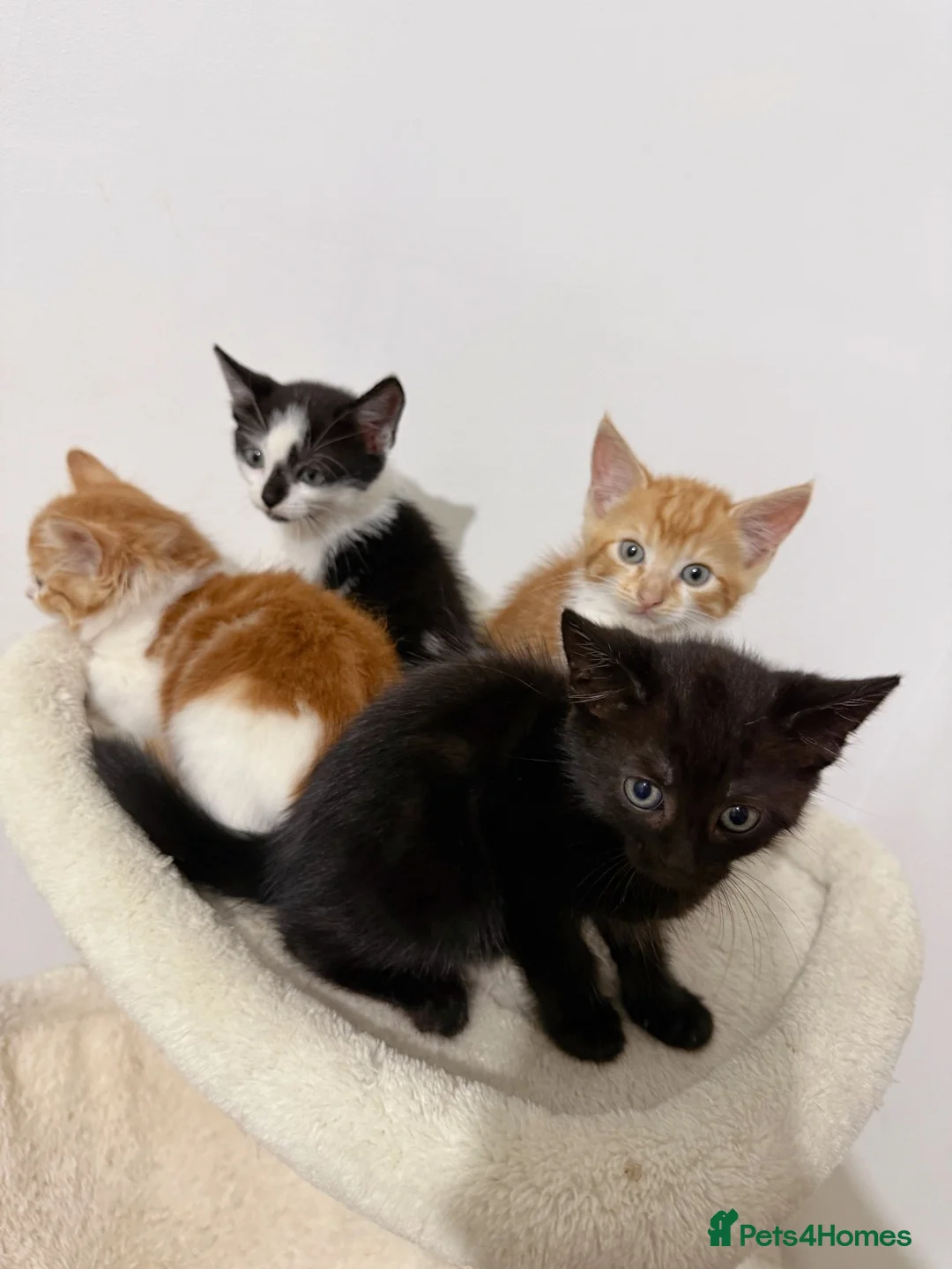 Mixed Breed cats for sale: London, black and white male kitten - Advert 8