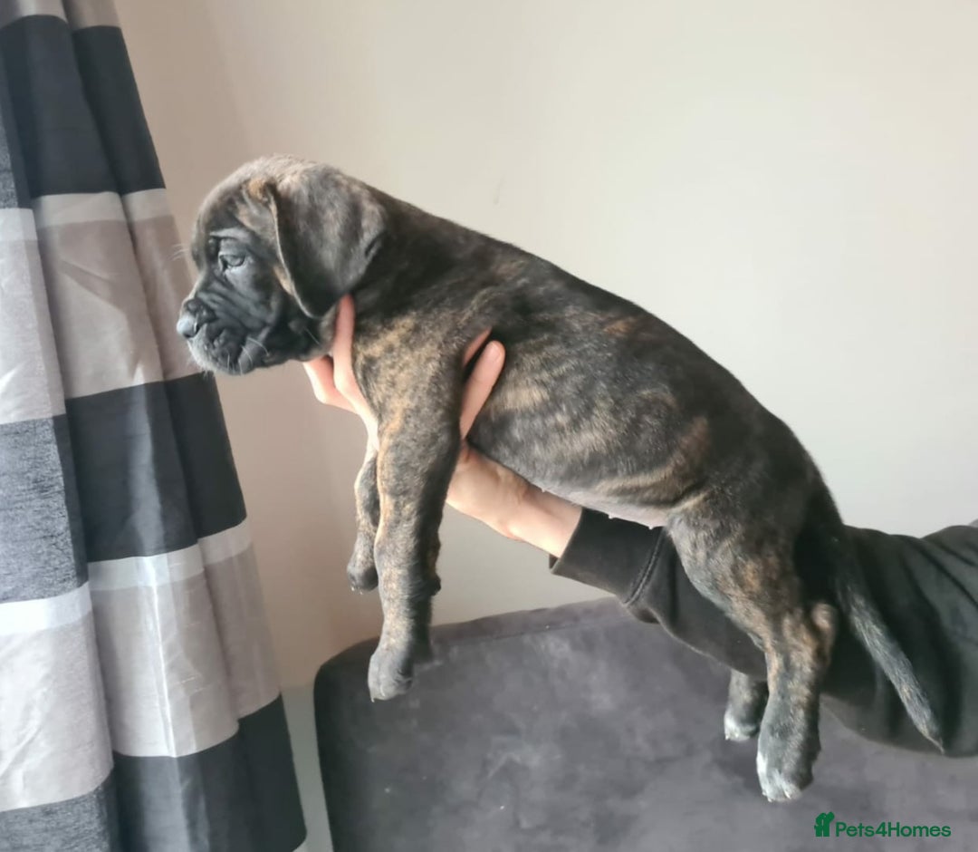 Cane Corso dogs for sale: Outstanding champion bloodline Cane Corso's - Advert 8