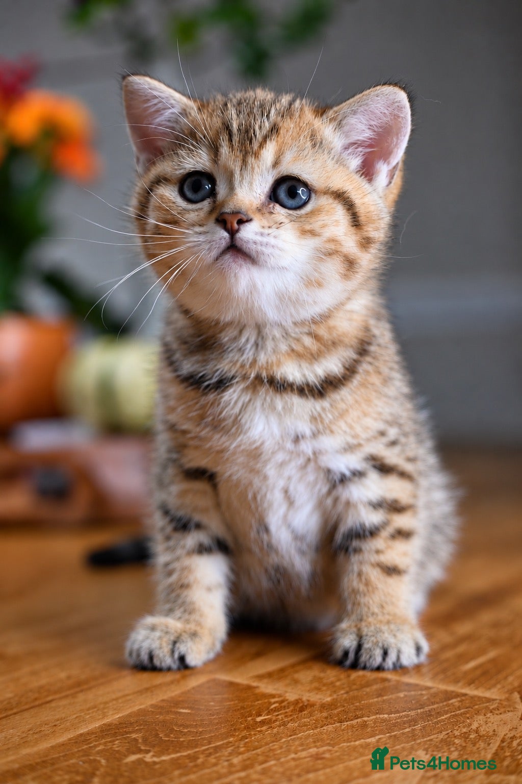 British Shorthair cats for sale: TICA/GCCF British Short//Long Hair Kittens  - Advert 14