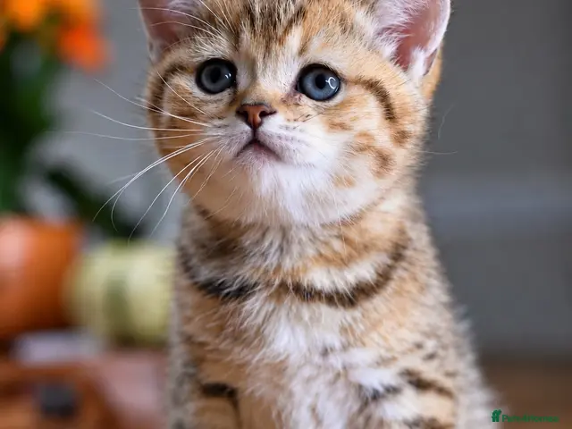 British Shorthair cats for sale: TICA/GCCF British Short//Long Hair Kittens - Advert 14