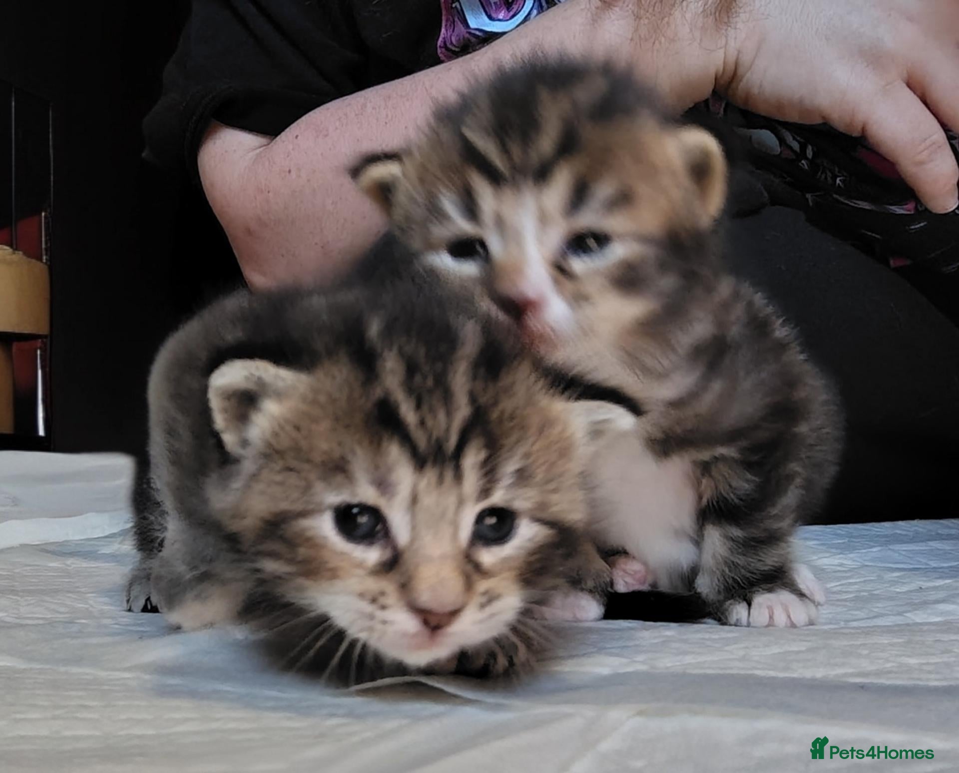 Maine Coon cats Luxury perdoll kittens - Advert 19
