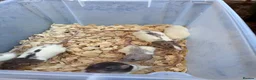 Rat rodents for sale: Dumbo rats for sale  - Advert 7