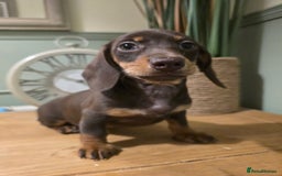 Miniature Dachshund dogs for sale: Ready now Gorgeous miniature daschunds  - Image 5