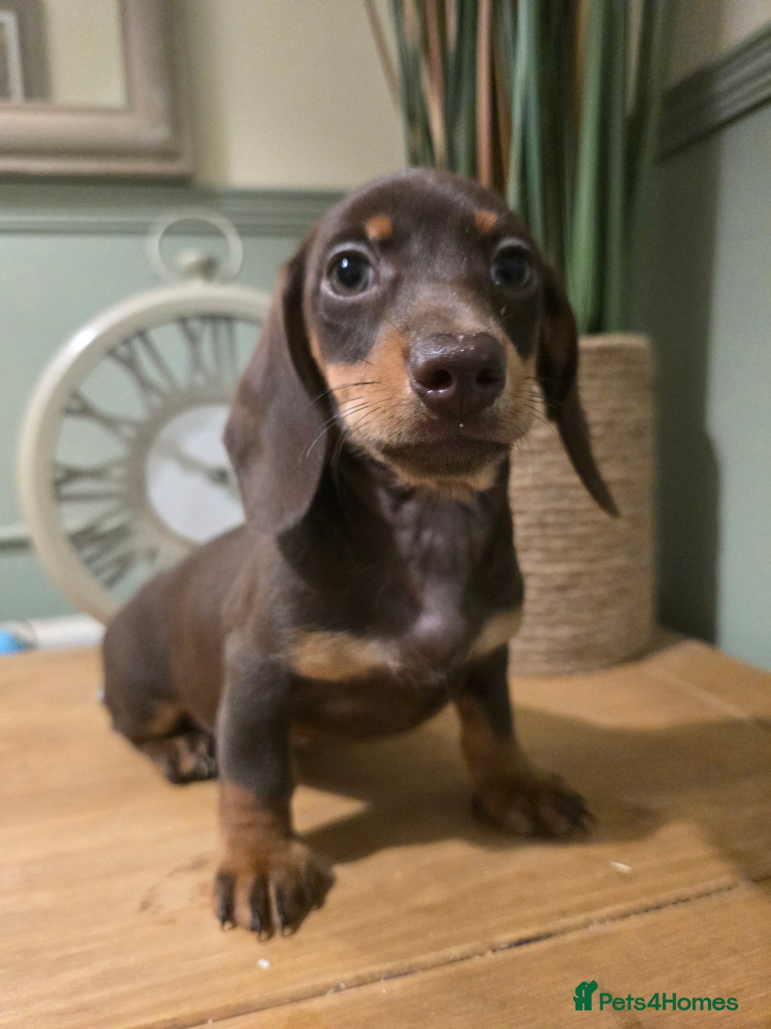 Miniature Dachshund dogs for sale: Ready now Gorgeous miniature daschunds  - Image 5