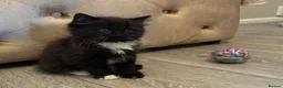 British Longhair cats for sale: 5 Adorable kittens - Advert 8