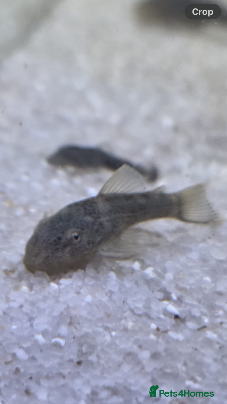 Plecos fish Green Dragon plecos - Advert 16