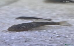 Plecos fish for sale: Green Dragon plecos - Image 1