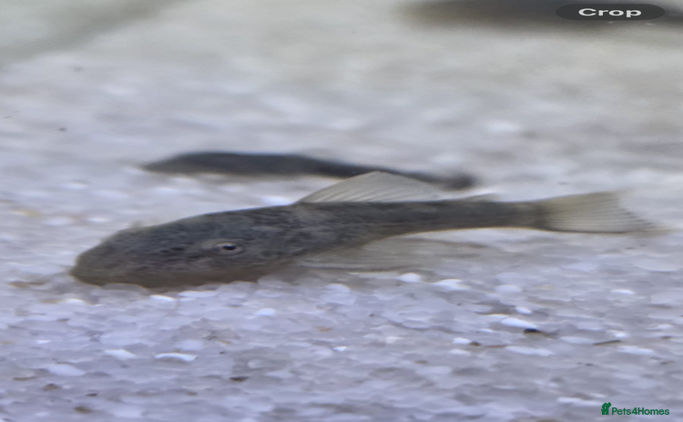 Plecos fish - Advert 1