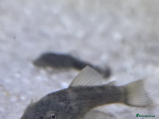 Plecos fish - Advert 3