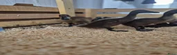Ducks poultry for sale: 8 Indian running ducks - Advert 3