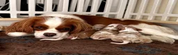 Cavalier King Charles Spaniel dogs for sale: Pedigree KC registered Cavalier Pupies - Advert 1