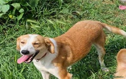 Mixed Breed dogs for adoption: Zlata - Image 1