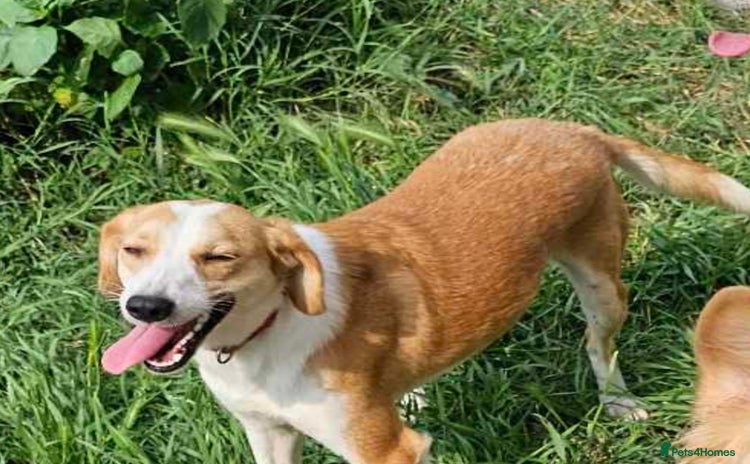 Mixed Breed dogs - Advert 17