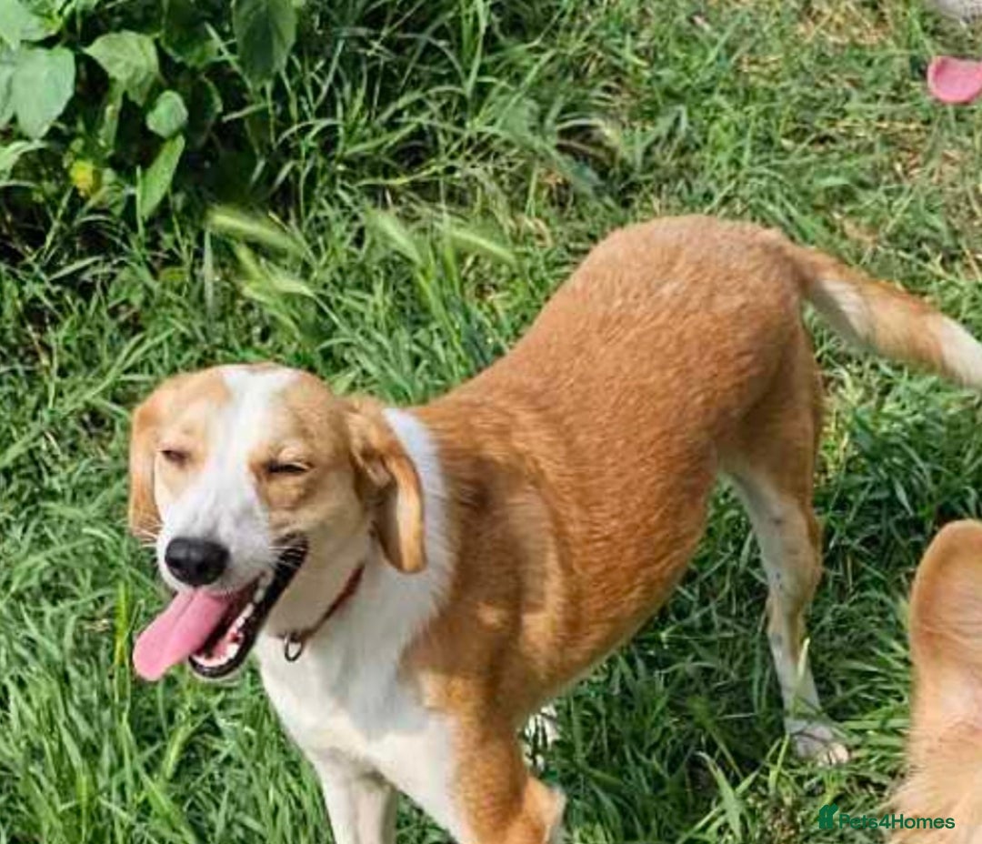 Mixed Breed dogs for adoption: Zlata - Image 1