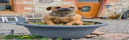 Border Terrier dogs for sale: Boisterous Borders  - Advert 11