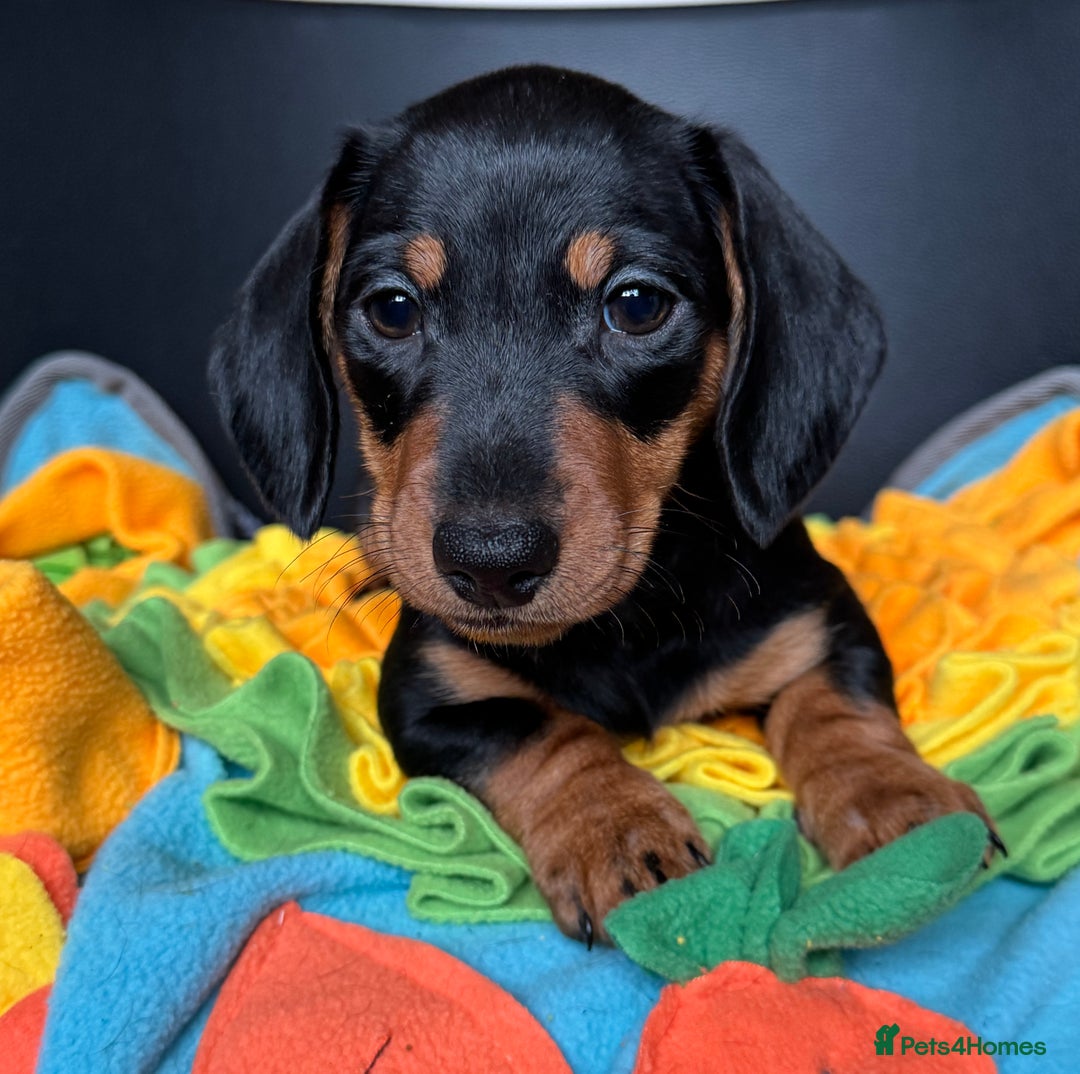 Miniature Dachshund dogs for sale: Mini Dachshund puppies, PRA clear, health tested - Image 32