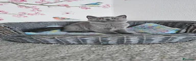 Luna 🩷