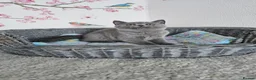 British Shorthair cats for sale: British Shorthair Kittens - Advert 17