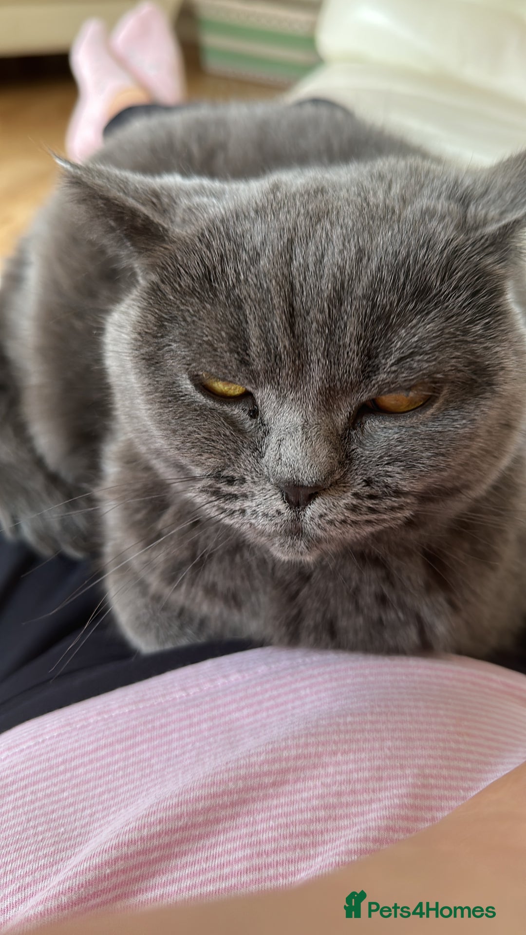 British Shorthair cats for sale: Beautiful female adult cat looking for new home - Image 7