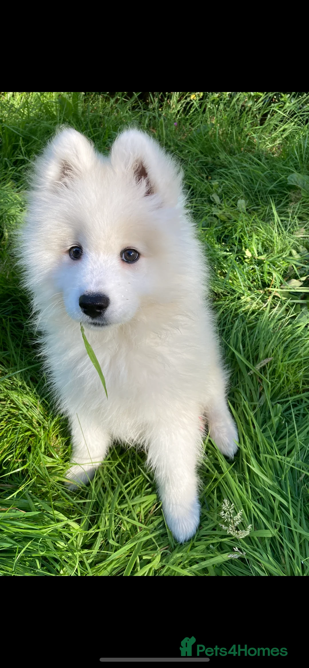 Samoyed dogs for sale: KC registered Samoyed Female - Advert 1