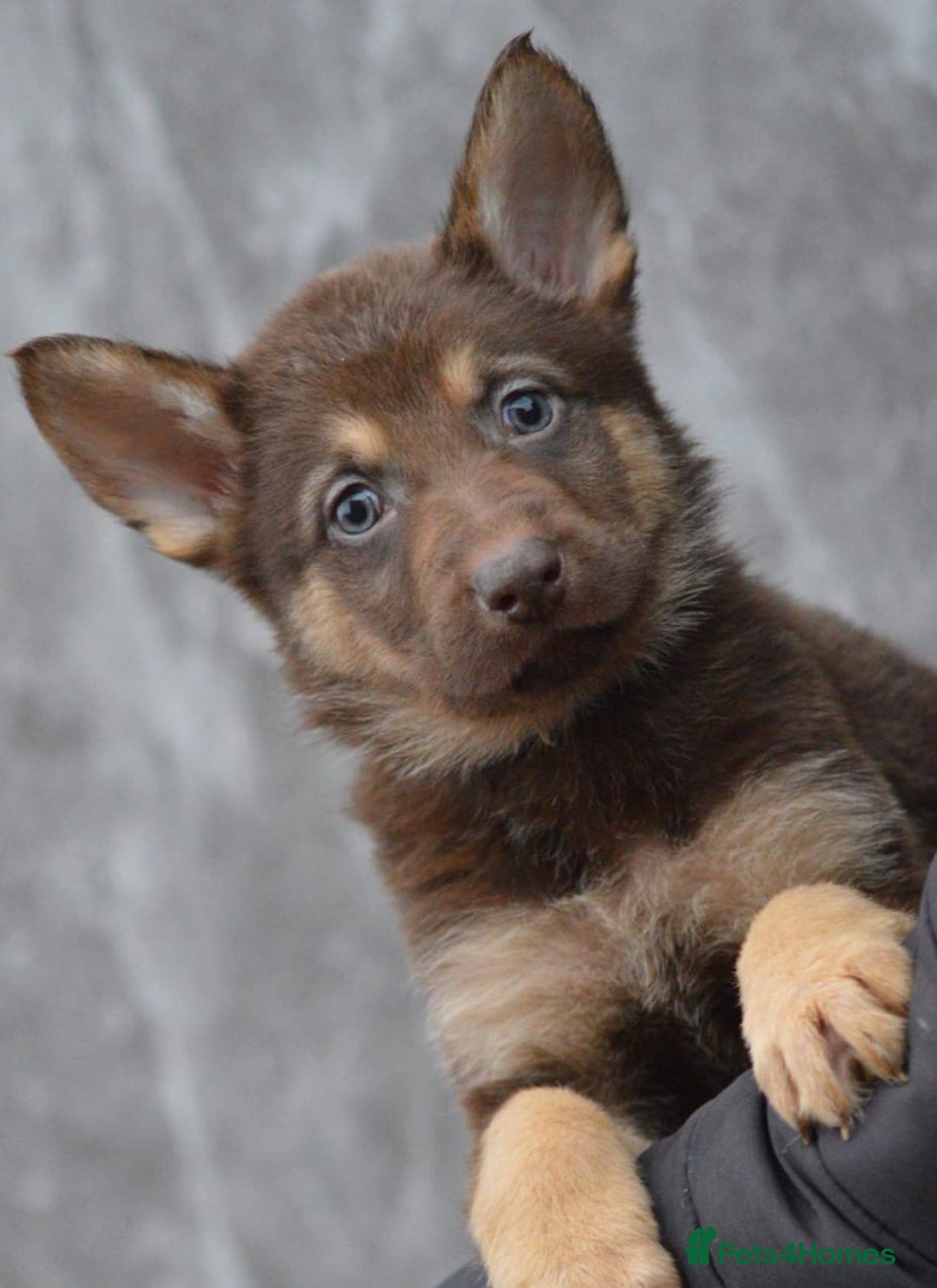 German Shepherd dogs for sale: KC Registered Working Line German Shepherd Puppies - Advert 18